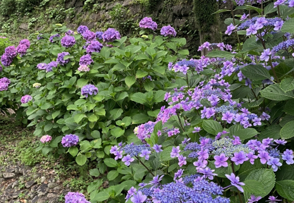 あじさいがある庭（山崎造園）