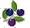 ハイブッシュ系のブルーベリーは大粒で緑→紫→青に変わる