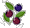 ラビットアイ系のブルーベリーは小粒で緑→赤→青に変わる