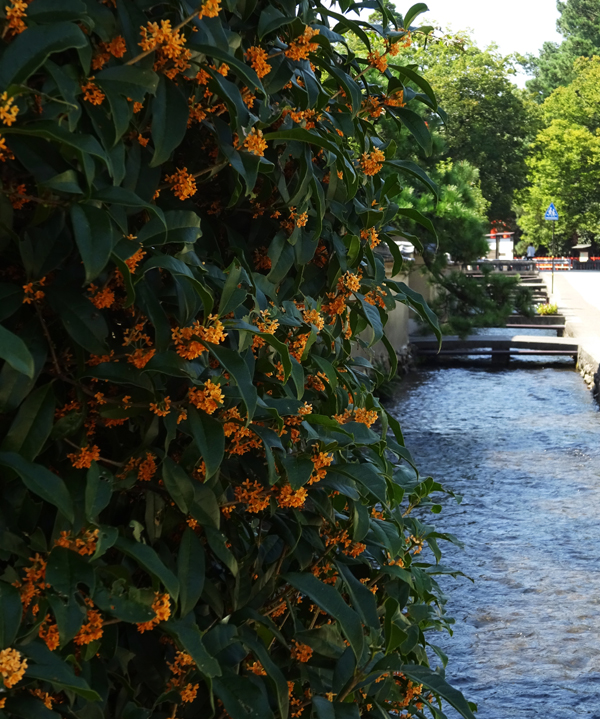 金木犀（キンモクセイ）の植栽・剪定・手入れ（山崎造園・兵庫県宍粟市）