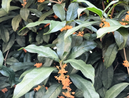 古い枝のキンモクセイ