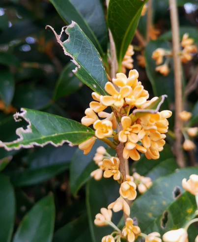 虫に食われたキンモクセイ（金木犀）・害虫駆除
