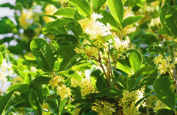 ウスギモクセイ（薄黄木犀）の花