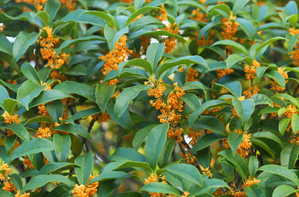 キンモクセイの植栽・剪定・手入れ（山崎造園・兵庫県宍粟市）