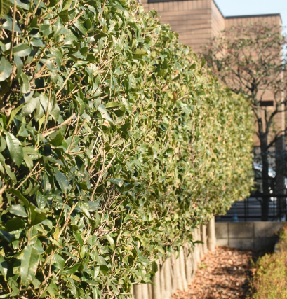 キンモクセイ（金木犀）の生垣