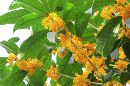 金木犀（キンモクセイ）の葉の特徴