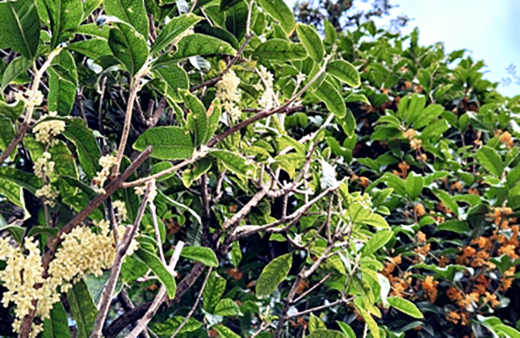 キンモクセイ（金木犀）とギンモクセイ（銀木犀）の植栽