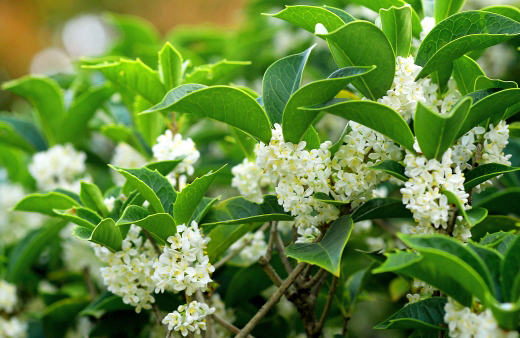 ギンモクセイ（銀木犀）の花