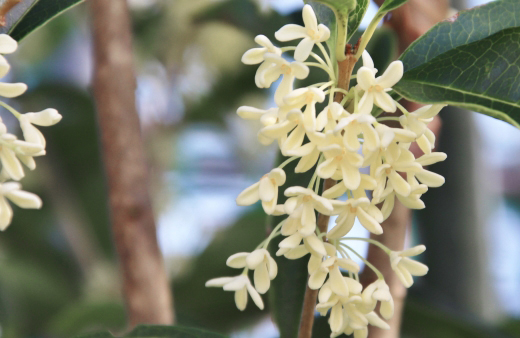 クリーミーな白色の花が咲くギンモクセイ（銀木犀）