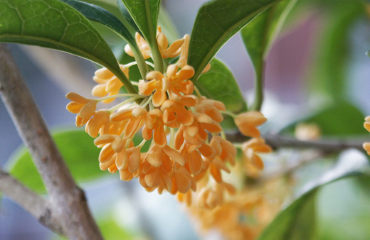 オレンジ色の花が咲くキンモクセイ（金木犀）