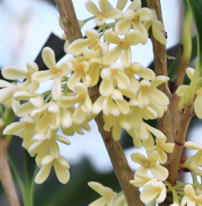 モクセイ（銀木犀）、ウスギモクセイ（薄黄木犀）との違い・花の特徴