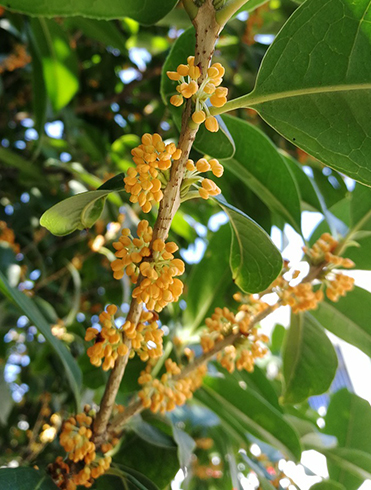 金木犀（キンモクセイ）の花・芽吹き時期