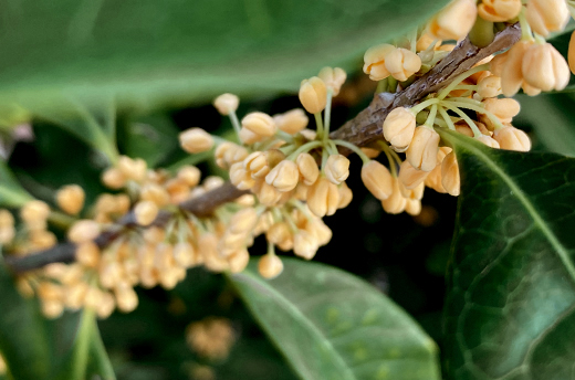 開花を迎えるキンモクセイの蕾