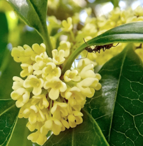 モクセイ（銀木犀）、ウスギモクセイ（薄黄木犀）との違い・花の特徴