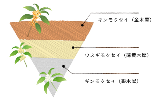 モクセイ（銀木犀）、ウスギモクセイ（薄黄木犀）との違い・香りの強さのレベル・図解