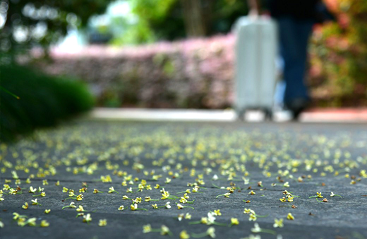 薄い黄色い花が咲くウスギモクセイ（薄黄木犀）