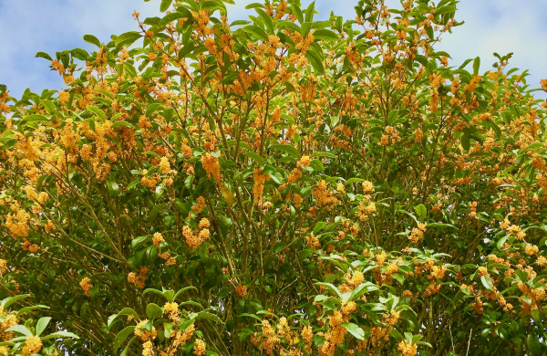 キンモクセイ（金木犀）の花後の剪定・手入れ