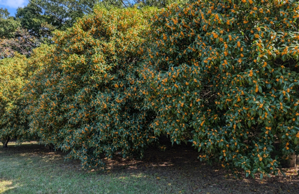 キンモクセイの公園樹