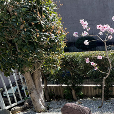 キンモクセイ（金木犀）の手入れ・剪定（山崎造園・兵庫県宍粟市）