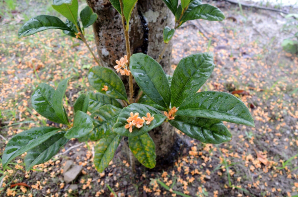 金木犀（キンモクセイ）の植栽・剪定（山崎造園・兵庫県宍粟市）