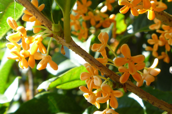 金木犀（キンモクセイ）の花・特徴・花の位置