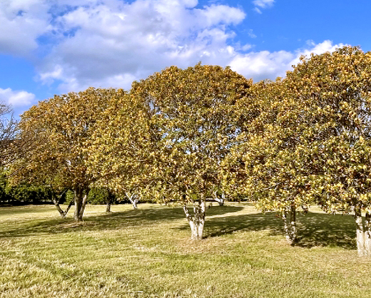 キンモクセイ（金木犀）の樹形