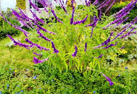 アメジストセージ(サルビアレウカンサ・メキシカンブッシュセージ)の地植え・庭植え・手入れ・育て方（山崎造園・兵庫県宍粟市）