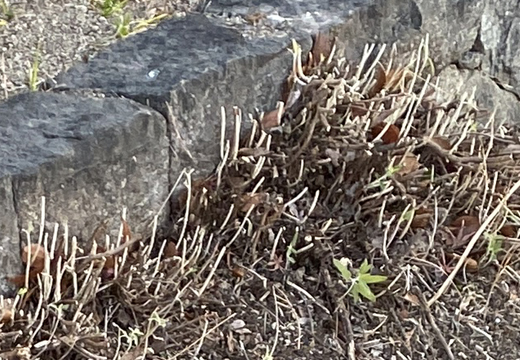 アメジストセージの花後・切り戻し（剪定））