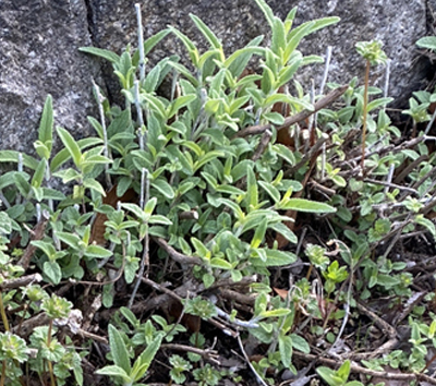 水はけが悪く根腐れをしたアメジストセージが復活しました