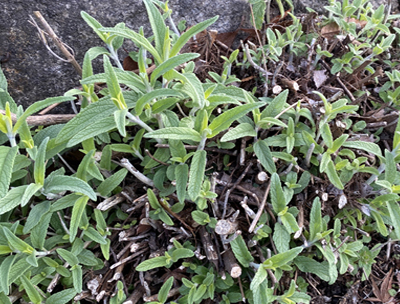 アメジストセージの新芽