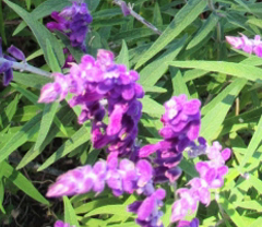 アメジストセージ（メキシカンセージ）の紫色の萼（がく）