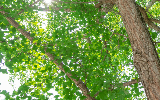 緑色の葉が茂った夏のイチョウ（銀杏）の木