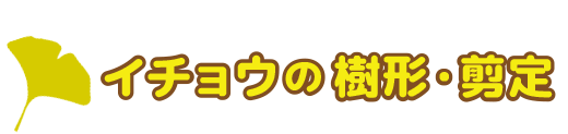 イチョウの樹形・剪定方法