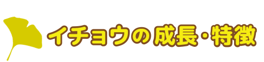 イチョウの成長・特徴