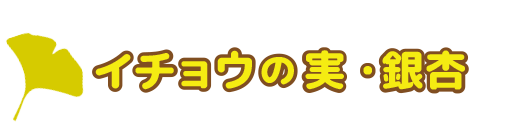 イチョウの成長・特徴