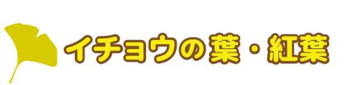 イチョウの成長・特徴