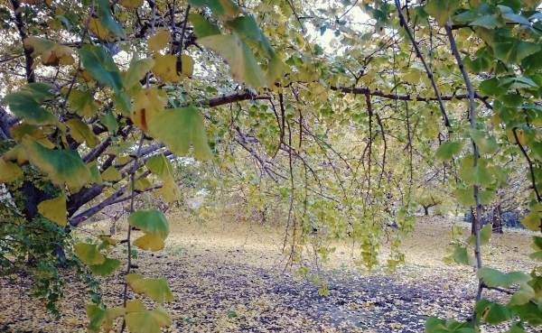 イチョウの雌（メス）の木・枝先がやや垂れる枝ぶり