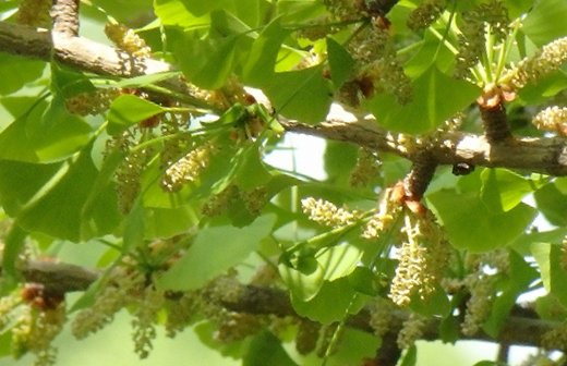 雄（オス）の木のイチョウの花