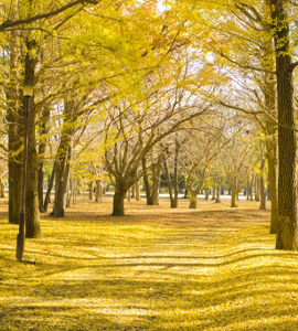 イチョウが散った景観が一段とキレイな理由