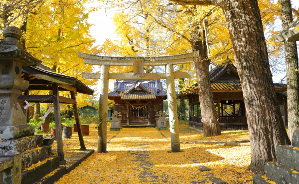 神社に植えられているイチョウ