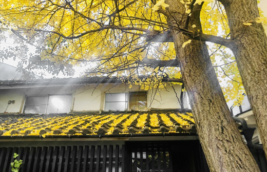 イチョウの植栽・剪定・管理（山崎造園・兵庫県宍粟市）