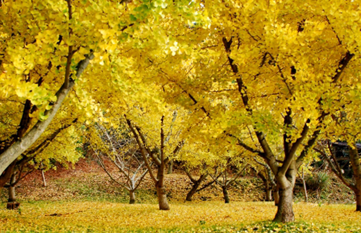 高さを調整している公園のイチョウ