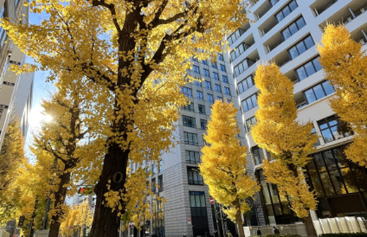 街路樹のイチョウ