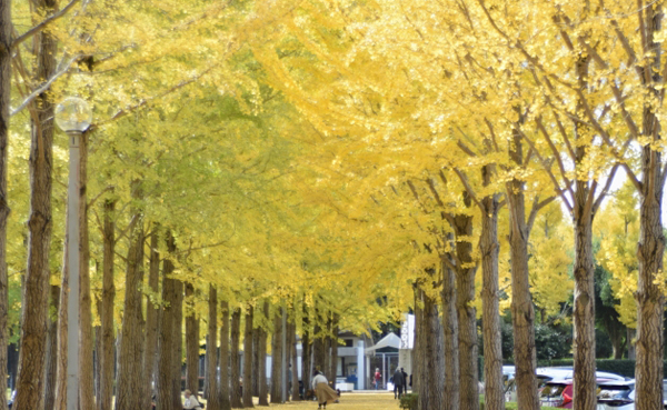 イチョウの植栽・剪定・管理（山崎造園・兵庫県宍粟市）