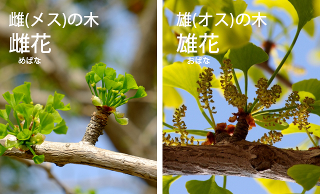 イチョウの雌と雄の見分け方・花のカタチ・特徴