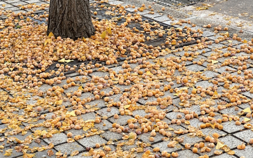 実がなる雌（メス）の木、街路樹のイチョウ