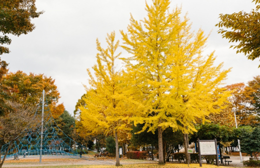 イチョウの樹形・剪定・手入れ・植栽管理（シンボルツリーのイチョウ）