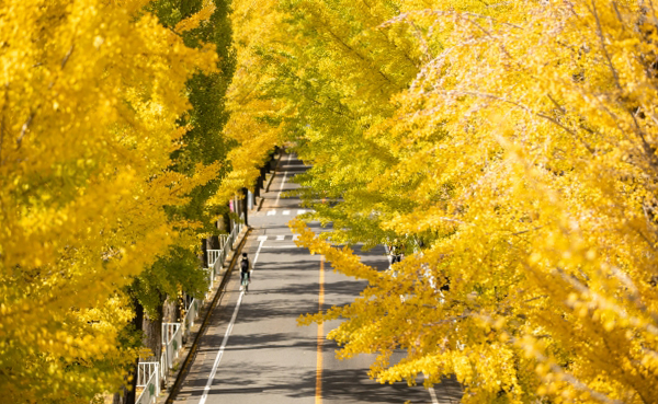 街路樹に植えられているイチョウの景観