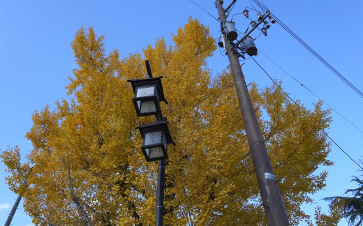 イチョウの剪定・高所作業（山崎造園・兵庫県宍粟市）