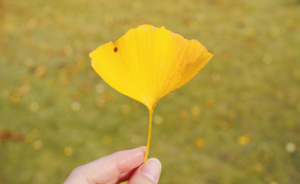 イチョウの葉のカタチ・扇形